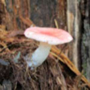 Meet your Posher, Cameron